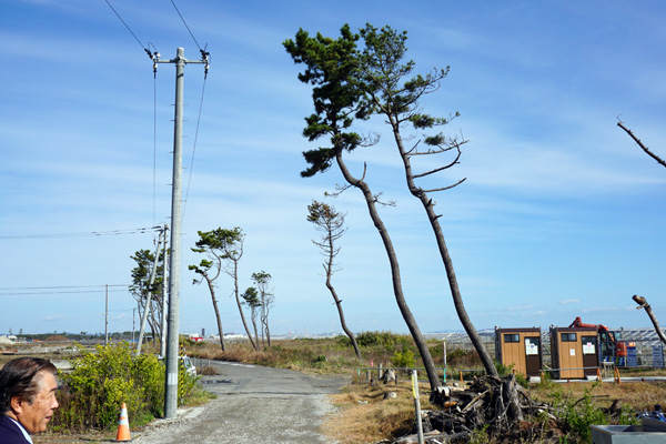 防風林跡